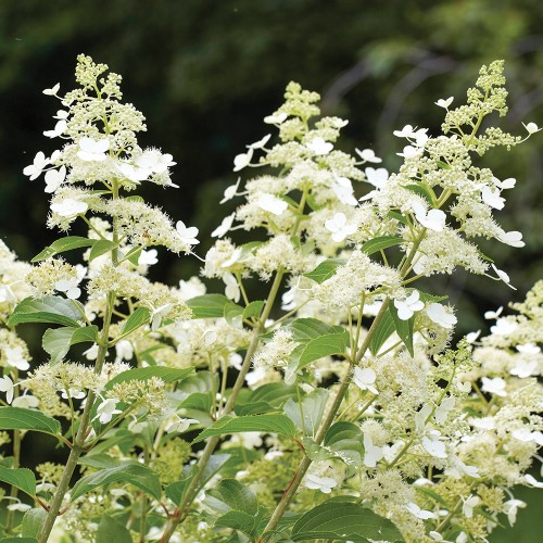 Hydrangea paniculata 'Kyushu' - Aedhortensia 'Kyushu' C2/2L